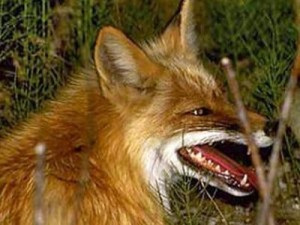 На Берегівщині підстрелили двох скажених лисиць