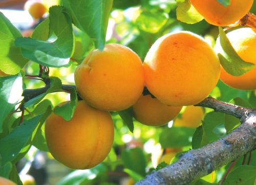 На Закарпатті виявили турецькі абрикоси "під мухою"