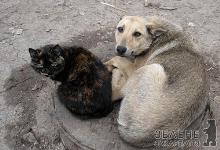 Вирішити проблему безпритульних собак Ужгорода обіцяють австрійці