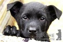 «4 лапи» планують простерилізувати більше половини ужгородських безпритульних собак