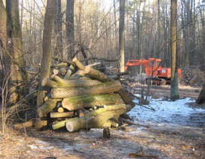 На Закарпатті лісівники незаконно нарубали лісу на 400 тис грн