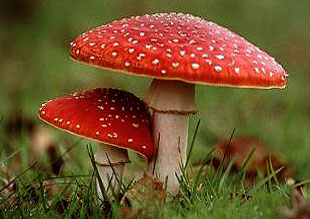 На Закарпатті 16 людей отруїлися грибами