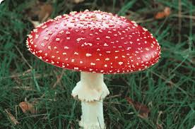 На Закарпатті вже 17 чоловік злягли від отруєння грибами