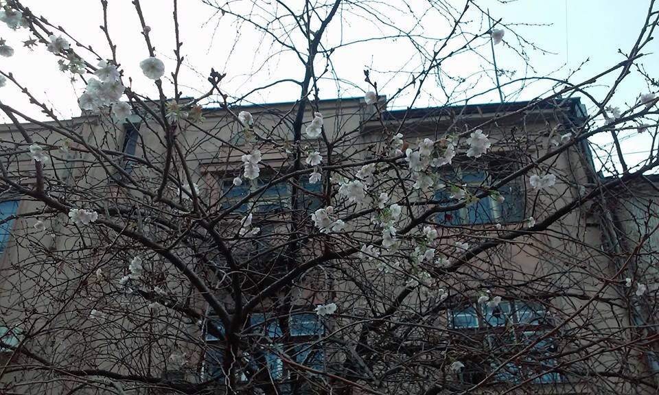 ФОТОФАКТ. У Мукачеві незвично теплий листопад обернувся цвітінням сакури