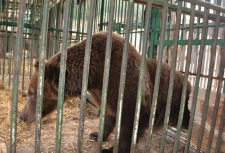 До Центру реабілітації бурих ведмедів на Закарпатті транспортовано ще одну ведмедицю з Тернопільщини (ФОТО)