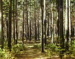 З початку року ліси Закарпаття збагатили бюджет на понад 28 млн грн