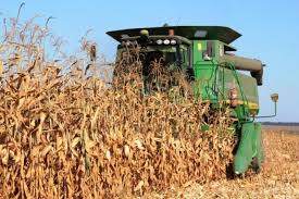 Цьогоріч на Закарпатті сповільнилися темпи збору кукурудзи на зерно