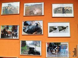 В Ужгороді відкрито благодійну фотовиставку про безпритульних чотирилапих (ФОТО)