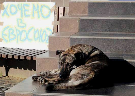 В Ужгороді замість відловлювати безпритульних собак влада «натруїла» їх на 30 тис грн? (ДОКУМЕНТИ)