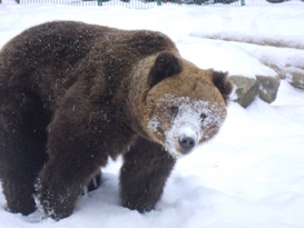 У "Синевирі", в Реабілітаційному центрі бурих ведмедів першою заснула 30-річна Іра