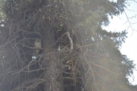 У самісінькому центра Ужгороді оселилася сова (ФОТО)