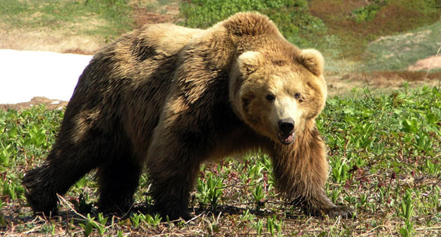 На Закарпатті обговорювали заходи щодо збереження бурого ведмедя в українсько-румунському прикордонні
