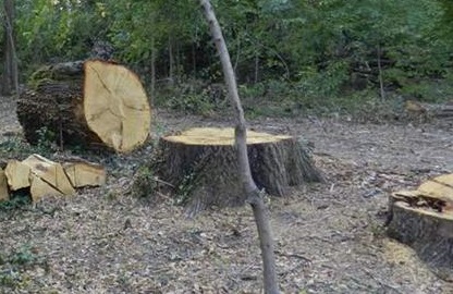 На Мукачівщині головний лісничий та майстри лісу не реагували на незаконні рубки лісу