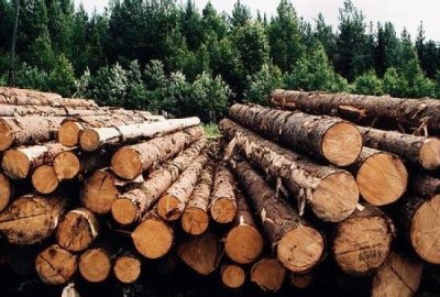 Цьогоріч на Закарпатті заготовили деревини на 3% більше, ніж торік