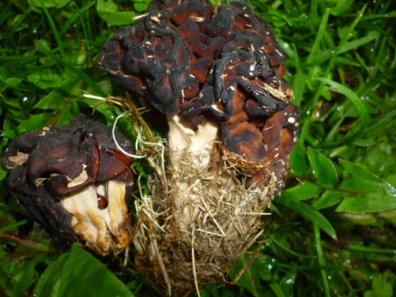 У НПП «Синевир» виявили "цікавий" вид отруйного гриба (ФОТО)