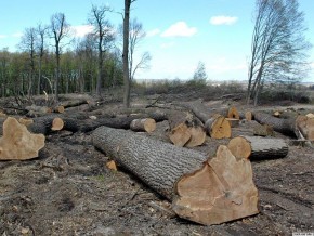 Закарпатські держекологи встановили факти незаконних рубок лісу