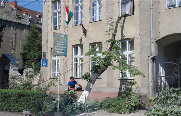 У Берегові вночі дерево впало на угорську школу (ФОТО)