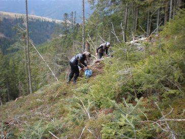 У рамках лісокультурної кампанії в Нацпарку "Синевир" висаджено понад 138 тис саджанців ялиці, бука та явора (ФОТО)