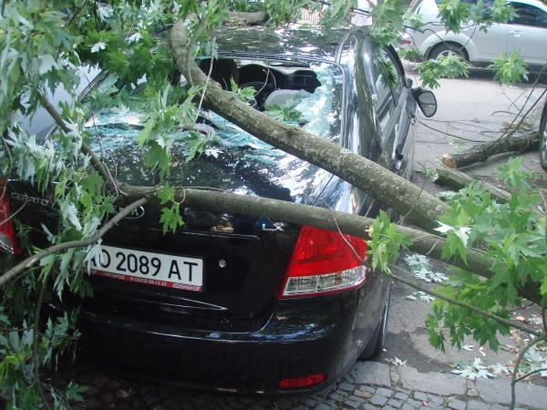 В Ужгороді дві гілки покалічили автівку КІА (ФОТО)