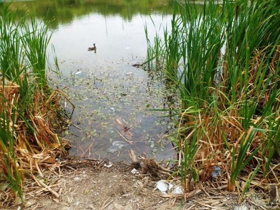 Озера «Кірпічки» в Ужгороді може не стати 