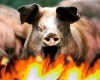 На Берегівщині під час пожежі у свинарнику врятували двох свиней