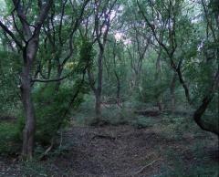 У лісі на Закарпатті знайшли тіло жінки