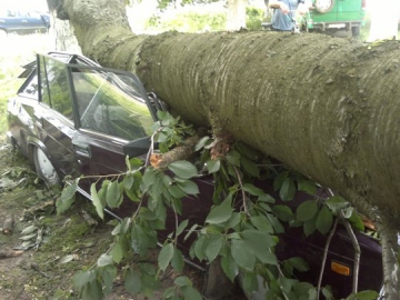 В Ужгороді від падіння дерев постраждали 3 авта