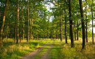 Збір за використання лісових ресурсів на Закарпатті зріс на понад 3,5 млн грн