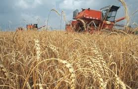 Загальний валовий збір зерна на Закарпатті становить понад 150 тис тонн
