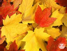 Початок жовтня Ужгород відзначить ярмарком "Золота осінь"