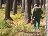 На Міжгірщині в лісі заблукав 47-річний грибник