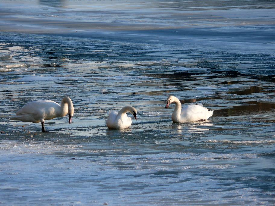 На Ужі знову можна побачити білих лебедів (ФОТО)
