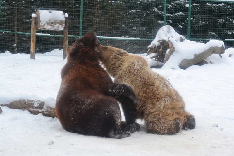 Ведмеді реабілітаційного центру на Закарпатті потребують допомоги (ФОТО)