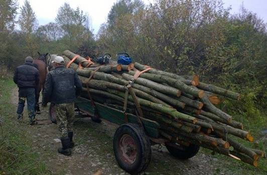 На Тячівщині за повідомленням місцевого мешканця затримали чоловіків, які незаконно вирубували ліс (ФОТО, ВІДЕО)
