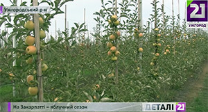 На Закарпатті з одного гектара збирають майже 50 тонн яблук (ВІДЕО)