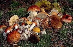 Троє мешканців Хустщини отруїлися грибами (РОЗШИРЕНО)