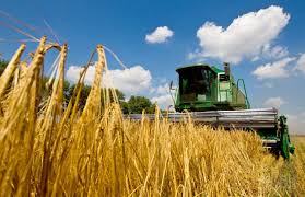 Цьогоріч на Закарпатті зібрали майже 317 тис тонн зернових культур
