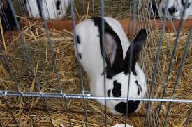 У Виноградові обирали чемпіонів на виставці кроликів елітних порід (ВІДЕО)