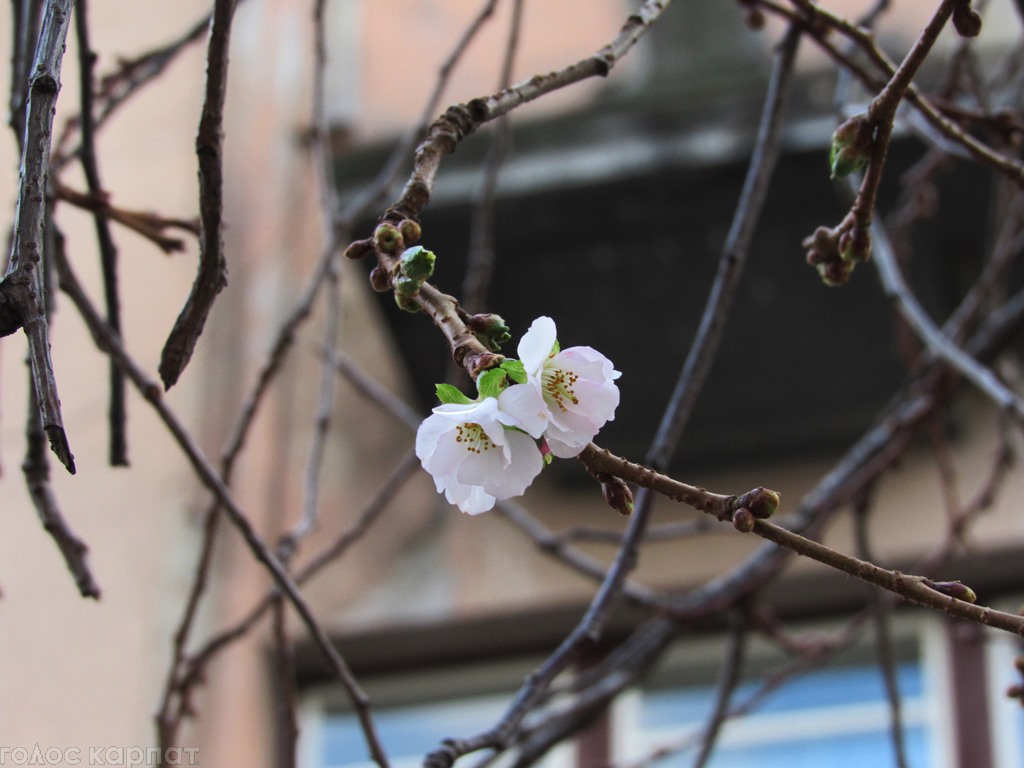 Через аномальне тепло у Мукачеві вже не перший рік квітнуть сакури (ВІДЕО)