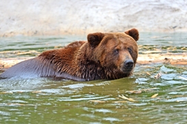 Ведмідь Беня в Центрі реабілітації на Закарпатті повністю реабілітувався і вперше в житті заснув