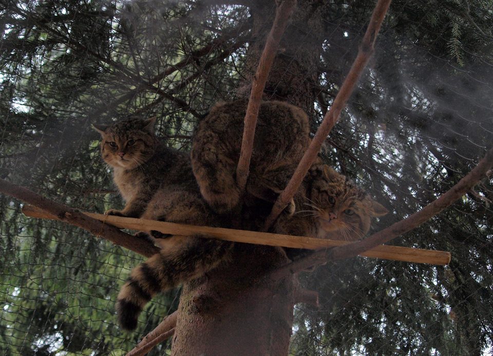 Лісовому коту в Центрі реабілілатації диких тварин Галицького НПП привезли самку із Закарпаття (ФОТО)