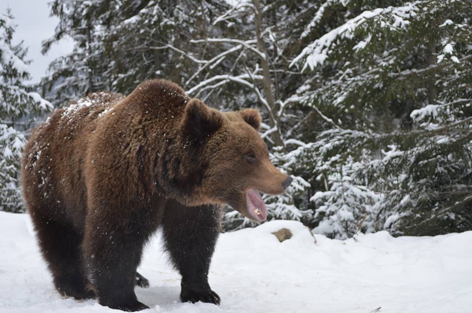 Ведмідь Вінні в Центрі реабілітації бурих ведмедів на Закарпатті вже прокинувся від зимового сну