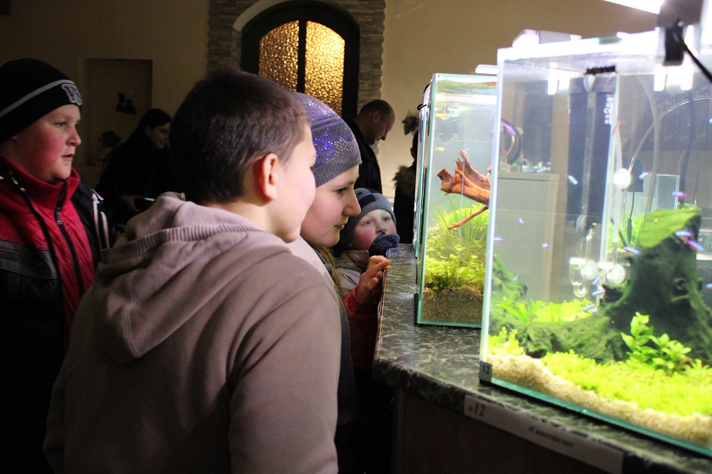 У неділю в Ужгороді оголосять переможців першого закарпатського конкурсу-виставки нано-акваріумів