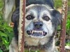 В Ужгороді скажений собака вкусив дитину, як наслідок, проводиться поквартирний обхід і вакцинація тварин