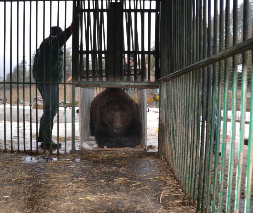 Реабілітаційний центр бурих ведмедів в НПП "Синевир" прийняв нову "мешканку" (ФОТО)