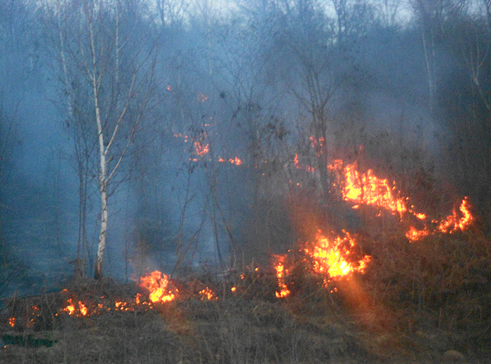 Пожежники спільно з лісовою охороною гасили пожежу у лісі на Хустщині (ФОТО)