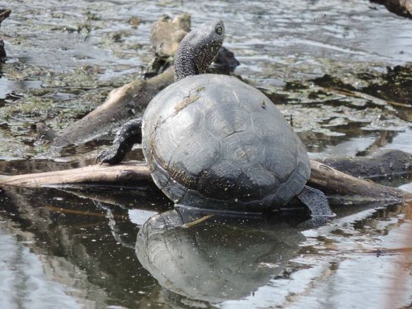 У каналі Верке у Берегові завелися черепахи (ФОТО)