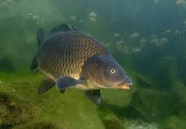 З 5 квітня до 25 травня на Закарпатті для збереження водних ресурсів забороняється ловити рибу