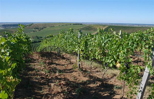 В Україні, зокрема, й на Закарпатті, знищуються виноградники елітних виноградних сортів – експерт