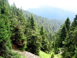 На Хустщині незаконно надали в оренду 5 га землі з лісового фонду